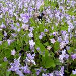 Omphalodes cappadocica 'Lilac Mist' - 