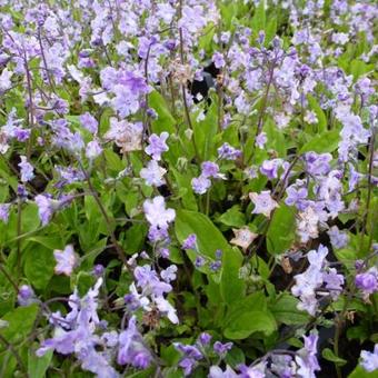 Omphalodes cappadocica 'Lilac Mist'