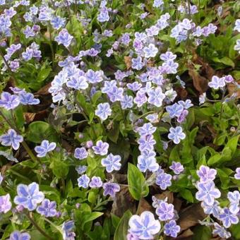 Omphalodes cappadocica 'Starry Eyes'