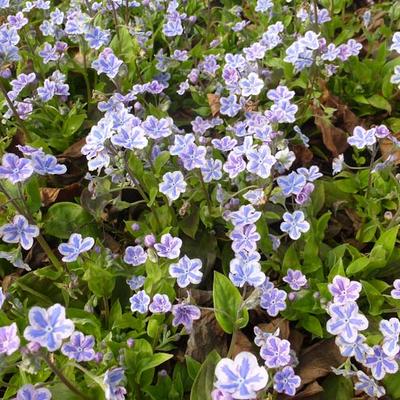 Omphalodes cappadocica 'Starry Eyes' - 