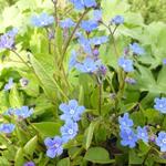 Omphalodes verna - Frühlings-Nabelnüsschen