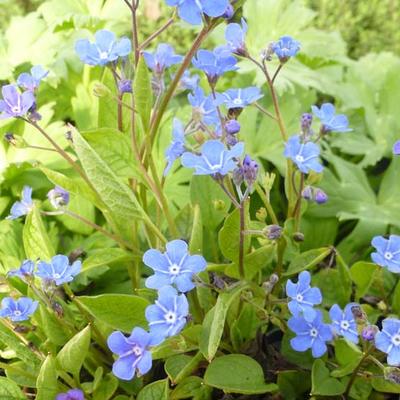 Omphalodes verna - PETITE BOURRACHE