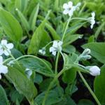 Omphalodes verna 'Alba' - 