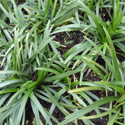 Ophiopogon japonicus 'Minor' - 