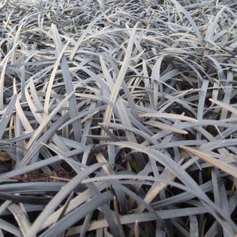 Ophiopogon planiscapus 'Niger