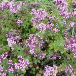 Origanum laevigatum 'Rosenkuppel' - 