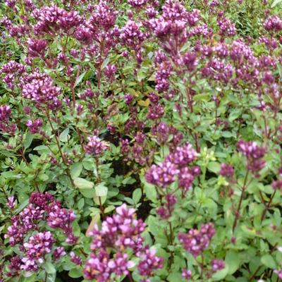 Origanum laevigatum 'Herrenhausen' - 