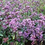 Origanum laevigatum 'Hopley's' - 