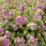 Origanum rotundifolia 'Kent Beauty' - 