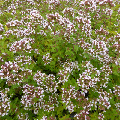 Origanum vulgare 'Aureum' - Origanum vulgare 'Aureum'