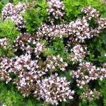 Origanum vulgare 'Compactum' - Origanum vulgare 'Compactum'