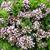 Origanum vulgare 'Compactum'