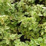 Origanum vulgare 'Country Cream' - 