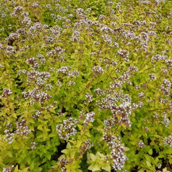 Origanum vulgare 'Thumble's Variety'