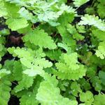 Osmunda claytoniana - 