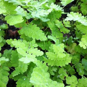 Osmunda claytoniana