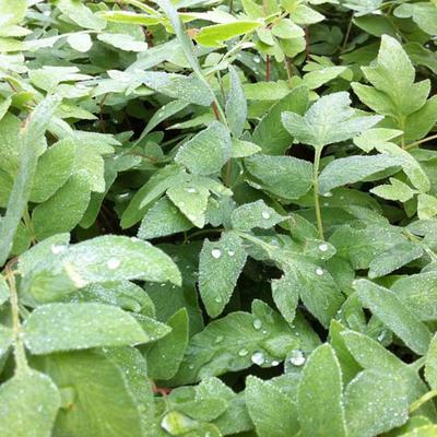 Osmunda regalis 'Purpurascens' - Osmunda regalis 'Purpurascens'