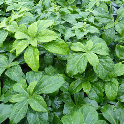 Pachysandra terminalis - PACHYSANDRE JAPONAIS