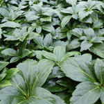 Pachysandra terminalis 'Green Carpet' - 