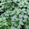 Pachysandra terminalis 'Green Sheen'