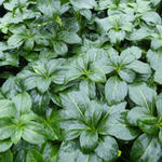 Pachysandra terminalis 'Green Sheen' - 