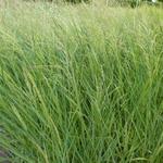 Panicum amarum - 