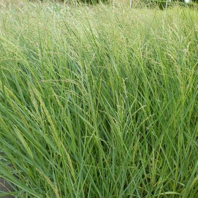 Panicum amarum - 