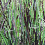 Panicum virgatum 'JS Blue Darkness' - 