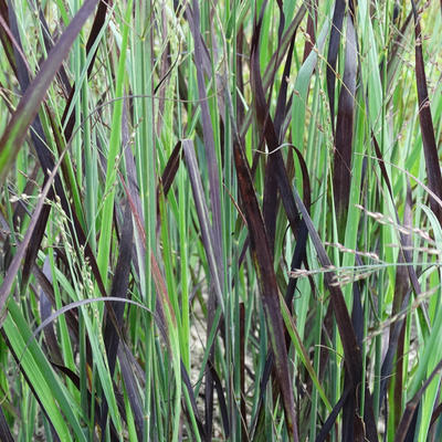 Panicum virgatum 'JS Blue Darkness'