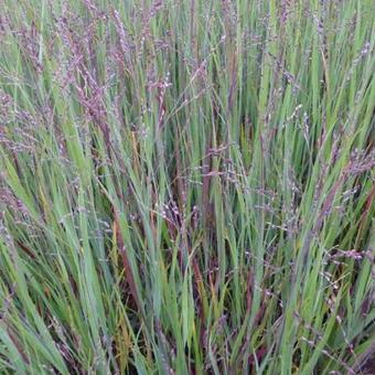 Panicum virgatum 'Cardinal'