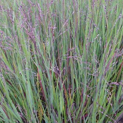 Panicum virgatum 'Cardinal' - 