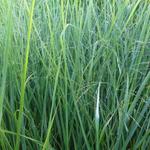 Panicum virgatum 'Cloud Nine' - 