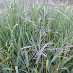 Panicum virgatum 'Dallas Blues'  - 