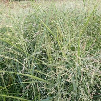 Panicum virgatum 'Heavy Metal'