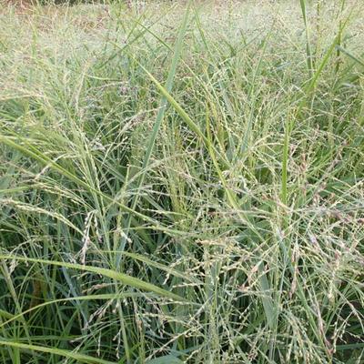 Panicum virgatum 'Heavy Metal' - 