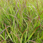 Panicum virgatum 'Heiliger Hain' - 