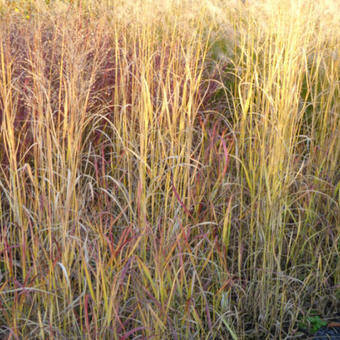 Panicum virgatum 'Hot Rod'