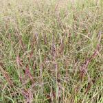 Panicum virgatum 'Huron Solstice' - 