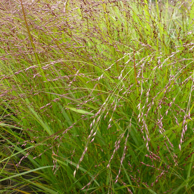 Panicum virgatum 'Kupferhirse' - 