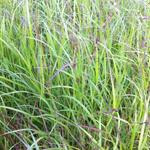 Panicum virgatum 'Kurt Bluemel' - 