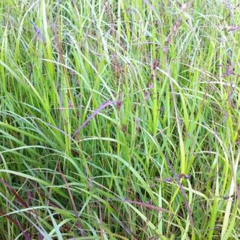 Panicum virgatum 'Kurt Bluemel'