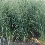 Panicum virgatum 'Northwind' - 