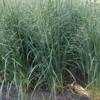 Panicum virgatum 'Northwind'