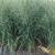 Panicum virgatum 'Northwind'