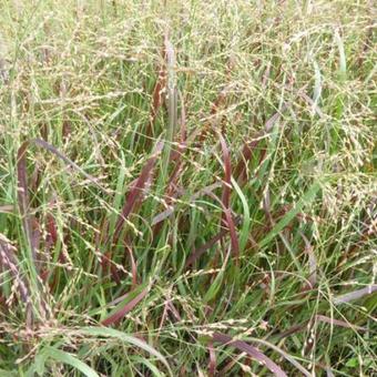 Panicum virgatum 'Prairie Fire'