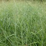 Panicum virgatum 'Prairie Sky' - 