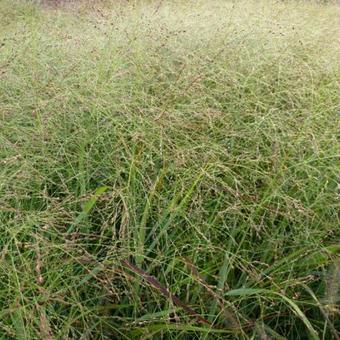 Panicum virgatum 'Rehbraun'