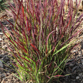 Panicum virgatum 'Sangria'