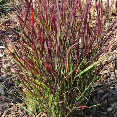 Panicum virgatum 'Sangria'