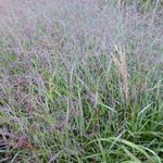 Panicum virgatum 'Shenandoah'